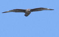 Brown Skua (Catharacta lonnbergi) photo