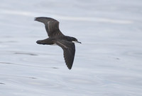 Galapagos Shearwater (Puffinus subalaris) photo