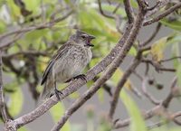 Vegetarian Finch (Camarhynchus crassirostris) photo