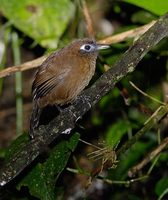 Immaculate Antbird (Myrmeciza immaculata) photo