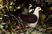 White-headed Pigeon - Columba leucomela