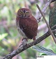 Central American Pygmy-Owl - Glaucidium griseiceps