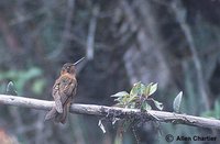 Shining Sunbeam - Aglaeactis cupripennis