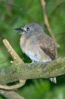 Rusty-breasted Nunlet - Nonnula rubecula