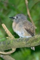 Rusty-breasted Nunlet - Nonnula rubecula