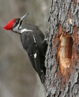 Pileated Woodpecker - Dryocopus pileatus