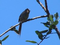 Striolated Tit-Spinetail - Leptasthenura striolata