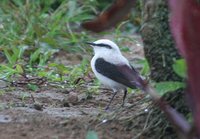 Masked Water-Tyrant - Fluvicola nengeta