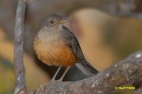 Rufous-bellied Thrush - Turdus rufiventris