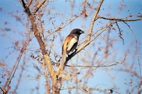 Rufous Treepie - Dendrocitta vagabunda