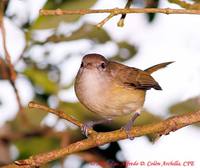 Puerto Rican Vireo - Vireo latimeri