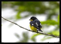 Lesser Goldfinch - Carduelis psaltria