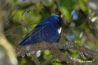 Diademed Tanager - Stephanophorus diadematus