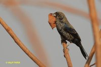 Blue-black Grassquit - Volatinia jacarina