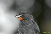 Lesser Antillean Bullfinch - Loxigilla noctis