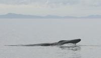 Bryde's Whale (Balaenoptera edeni)