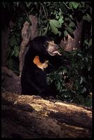 Sun Bear