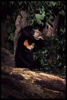 Sun Bear