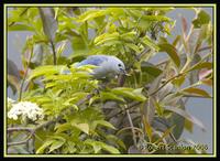 Blue-grey-Tanager.jpg