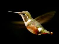 White-bellied woodstar (female)