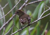 Rufous-crowned elaenia in Suriname