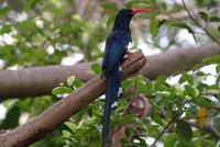 Green Wood Hoopoe