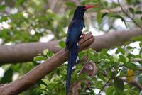 Green Wood Hoopoe