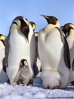 Emperor Penguin - Aptenodytes forsteri