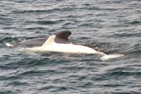 albino pilot whale