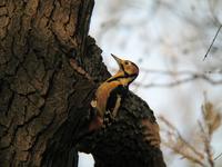 오색딱따구리 [great spotted woodpecker]