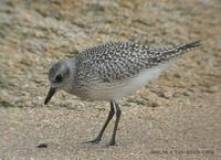 Grey Plover (Black-Bellied Plover) Pluvialis squatarola 개꿩