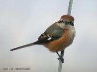 Bull-Headed Shrike Lanius bucephalus 때까치