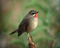 Siberian Rubythroat