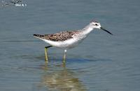 Tringa stagnatilis , 쇠청다리도요 - Marsh Sandpiper