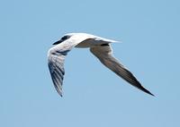 Gull-billed Tern