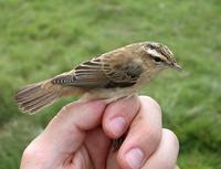 Sedge Warbler (Acrocepahlus schoenobaenus)