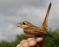 Red-backed Shrike (Lanius collurio), 1K