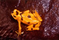 : Atelopus zeteki