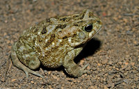 : Bufo regularis; Egyptian Toad