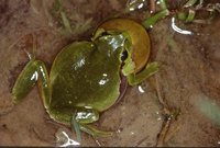 : Hyla arborea; Common Tree Frog