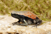 : Phrynomantis microps