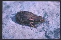 : Pseudacris triseriata triseriata; Western Chorus Frog