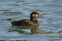 : Melanitta perspicillata; Surf Scoter