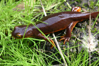 : Taricha torosa torosa; Coast Range Newt