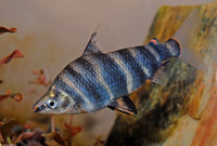 : Abramites hypselonotus; Marbled Headstander