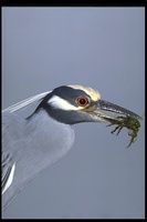 : Nyctanassa violacea; Yellow-crowned Night-heron