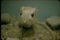 : Dipodomys deserti; Desert Kangaroo Rat