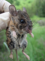 : Peromyscus truei