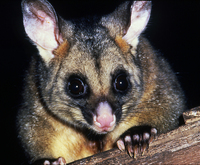 : Trichosurus vulpecula; Brush-tailed Possum