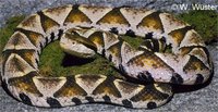 : Deinagkistrodon acutus; Sharp-nosed Pitviper